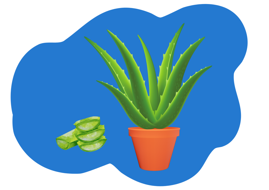 aloe vera